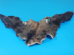 Moose Head Pieces 