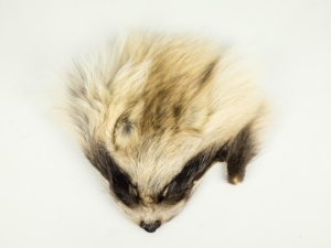 Arctic Finn Raccoon Face: Natural 