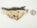 Squirrel Face: Assorted - 19-23-AS (Y1KRJ)