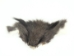 Squirrel Face: Assorted - 19-23-AS (Y1KRJ)