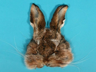 Hare Mask 