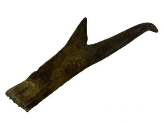 Pronghorn Horn: Large 
