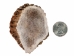 Rough Elk Antler Crown: 2.5" to 3" - 193-10 (Y2KC06)