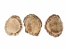 Rough Elk Antler Crown: 2.5" to 3" - 193-10 (Y2KC06)