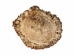 Rough Elk Antler Crown: 2.5" to 3" - 193-10 (Y2KC06)