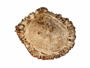 Rough Elk Antler Crown: 2.5" to 3" 