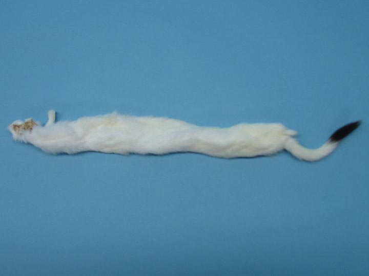 Craft Grade Ermine Skin with Tail 