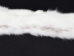 Ermine Skin with Tail: Natural Colors: Gray Back - 204-GB-WT (Y2LRH)