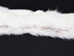 Ermine Skin with Tail: Natural Colors: Gray Back - 204-GB-WT (Y2P)