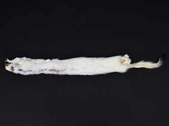 Ermine Skin with Tail: Natural Colors: Gray Back 