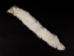 White Ermine Skin: Piece - 204-PC (Y2LRH)