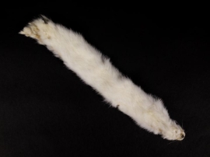 White Ermine Skin: Piece 