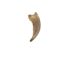 Skunk Claw 