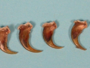 Marten Claw 