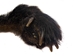 Black Bear Front Foot with Claws - 209-04-LF (Y1L)