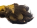 Black Bear Front Foot with Claws - 209-04-LF (Y1L)
