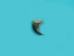 Real Black Bear Claw: Rear/Smaller Front (1" to 2" long on the curve) - 209-04-REAR-AS (Y2DC01 )