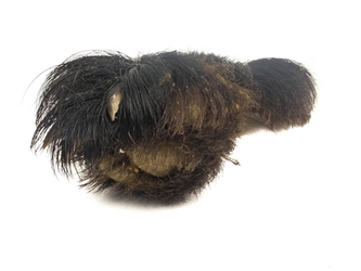 Black Bear Rear Foot with Claws 