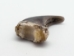 Real Black Bear Claw: 2" to 2.5" - 209-04-L-AS (Y2DC02)
