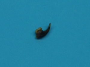 Beaver Claw 