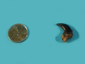 Coyote Claw 