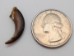 Porcupine Claw - 209-20 (Y2DC01)