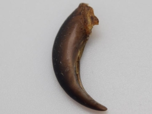 Porcupine Claw 