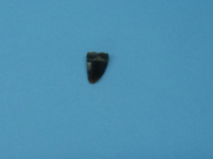 Deer Dew Claw 
