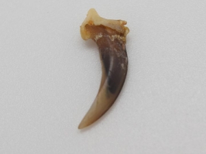 Red Fox Claw 