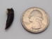 Nutria Claw - 209-60 (Y2DC01)