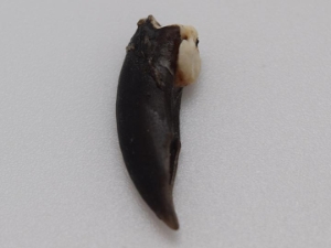 Nutria Claw 