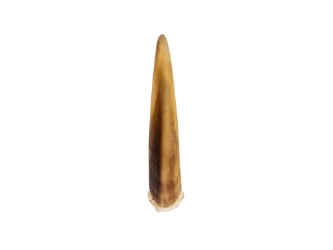 Snapping Turtle Claw 