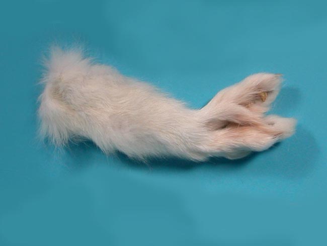 Arctic Fox Leg Piece without Claws 
