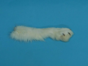 Arctic Fox Leg Piece with Claws 