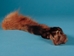 Red Fox Leg Piece with Claws - 21-27 (Y2N)