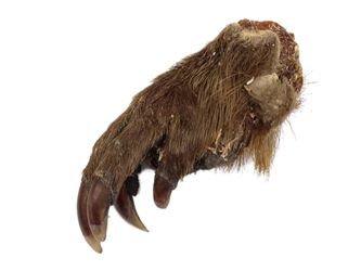 Real Front Beaver Feet 
