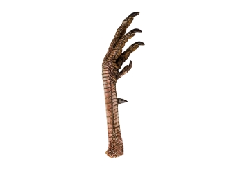 Turkey Foot: Attacking 
