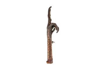 Turkey Foot: Fowl Finger 