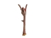 Turkey Foot: Rock Sign - 21-60R (Y1LRT)