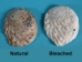 Bleached African Abalone Mini Shell: 1"-3" - 220-10-13B (Y3G-A2)