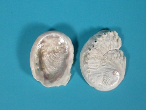 Bleached African Abalone Mini Shell: 1"-3" 