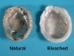Bleached African Abalone Mini Shell: 1"-3" - 220-10-13B (Y3G-A2)
