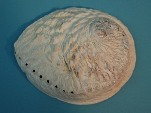 African Abalone Shell: Natural Color: 1" to 3" 