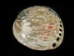 Polished African Abalone Shell: Natural Red - 220-20-NR-S (Y3DRC)