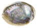 Polished Mexican Green Abalone: 5"-6" - 221-56GP (Y3MXX)