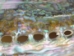 Polished Mexican Green Abalone: 5"-6" - 221-56GP (Y3MXX)
