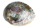 Polished Mexican Green Abalone: 5&quot;-6&quot; - 221-56GP (Y3M)(Y3G-A1)