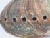 Mexican Green Abalone Shell: 3" to 4" - 221-34G (Y2HC10)