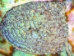 Mexican Green Abalone Shell: 3" to 4" - 221-34G (Y2HC10)