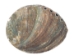 Mexican Green Abalone Shell: 3" to 4" - 221-34G (Y2HC10)